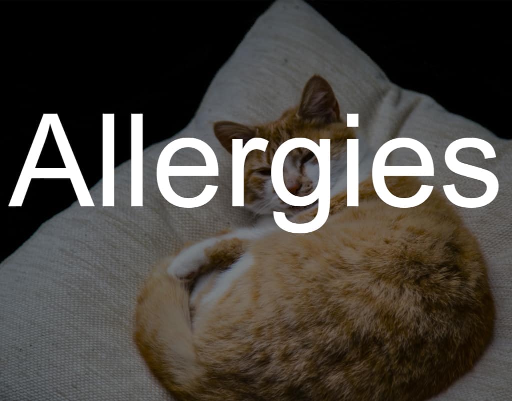 Pillow causes allergies Mattress Nut