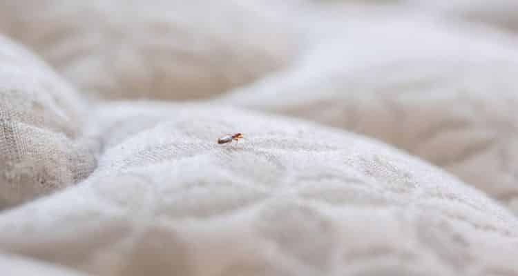 Can Bed Bugs Live On Air Mattress