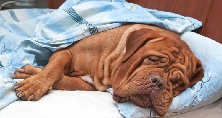 How to recycle old pillows