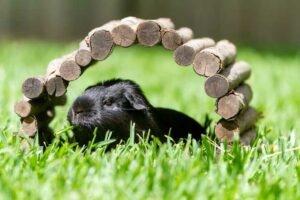 guinea-pig-bedding