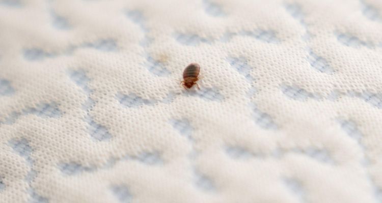how to check for bed bugs in hotel tips and tricks