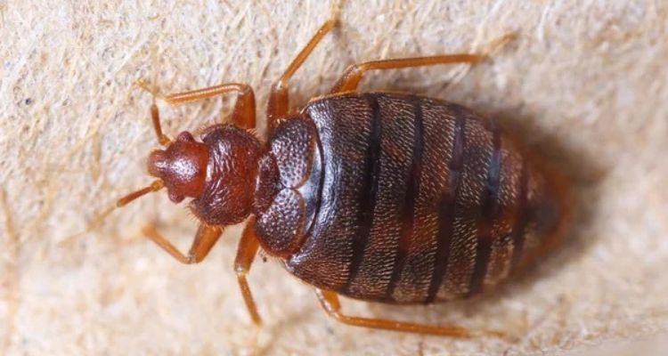 small red bugs in bed