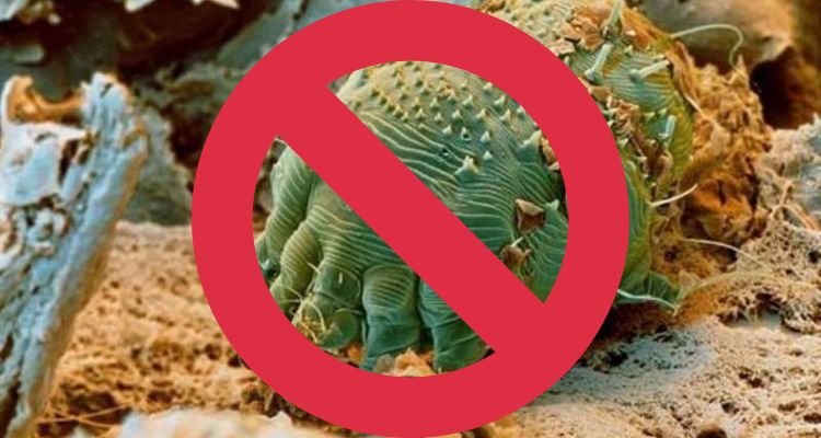 Do I need a new mattress if I have scabies