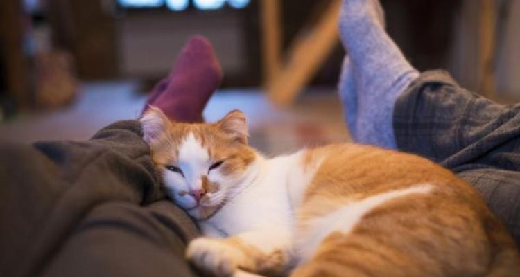 why does my cat like to sleep between my legs