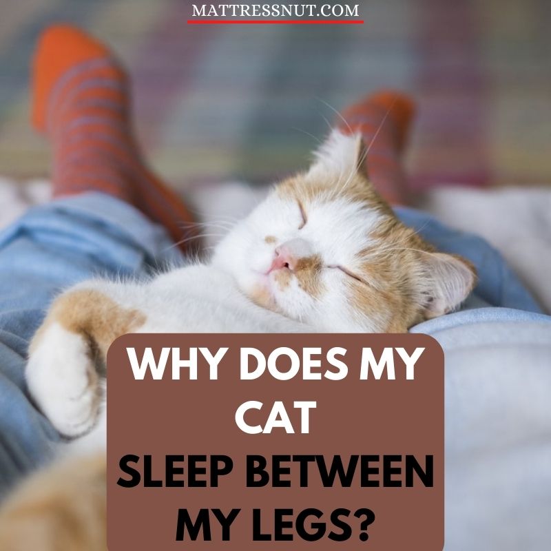 Why does my cat sleep between my legs