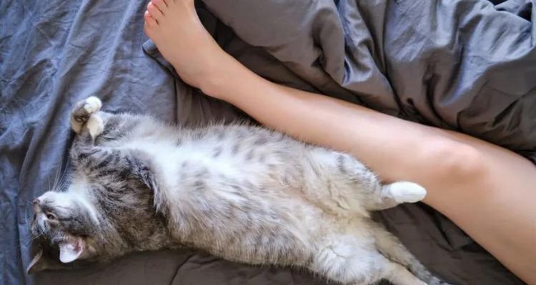 why do cats lay between your legs