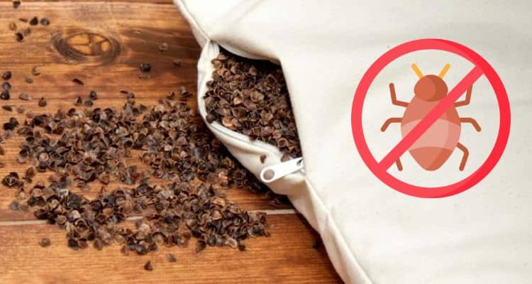 buckwheat pillow dust mites