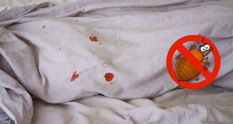 How to Stop Bed Bugs from Spreading into All Rooms?