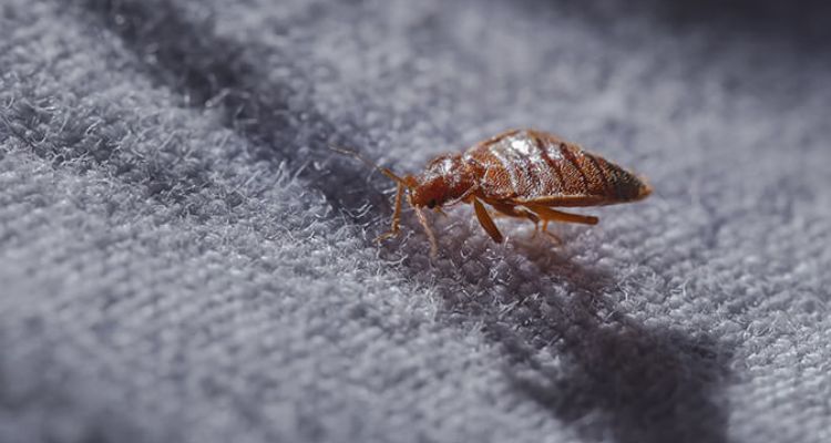 The Truth About Bed Bugs: Can They Fly or Have Wings?