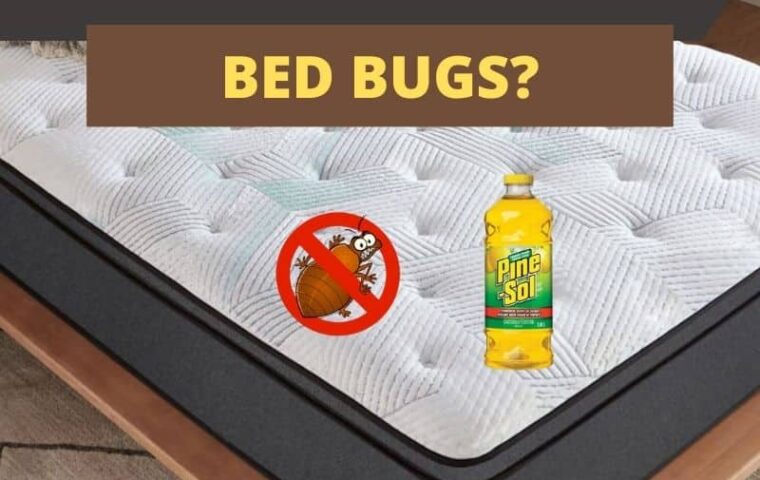 Does Pine Sol Kill Bed Bugs?