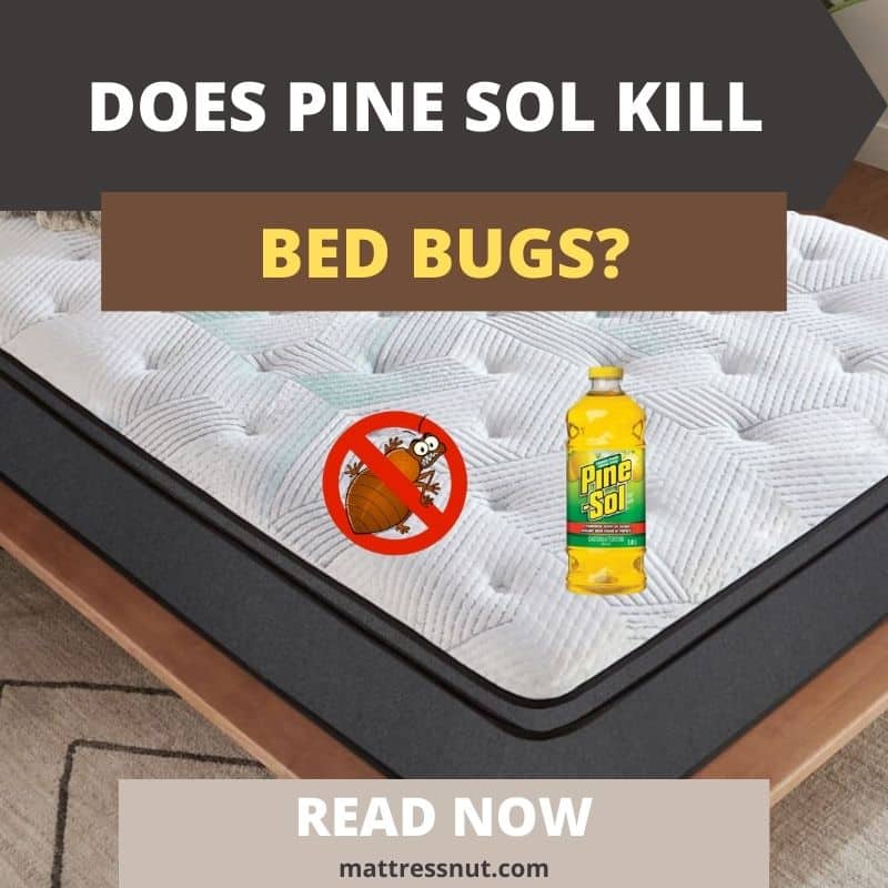 Does Pine Sol Kill Bed Bugs