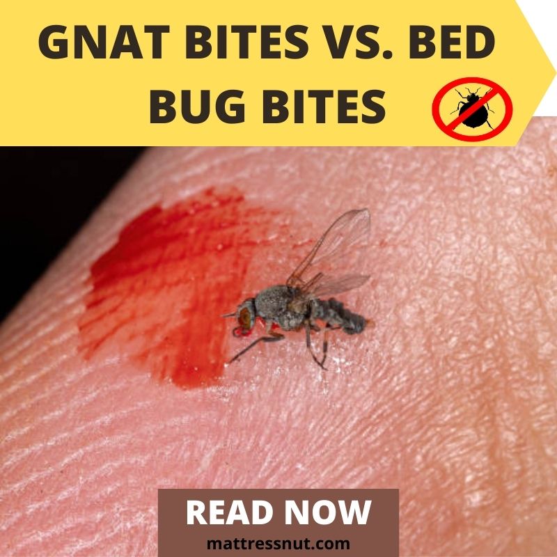 Gnat Bites vs. Bed Bug Bites