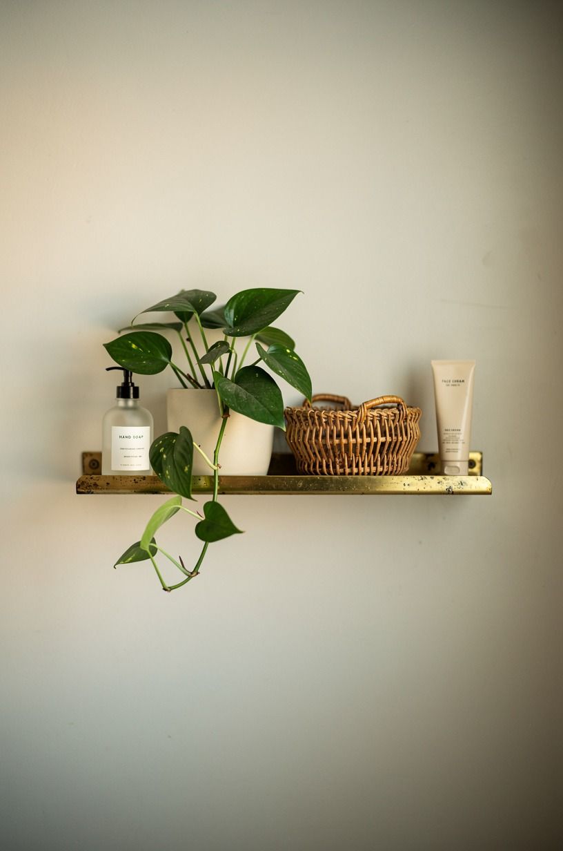 Line a shadow shelf with heartleaf philodendron