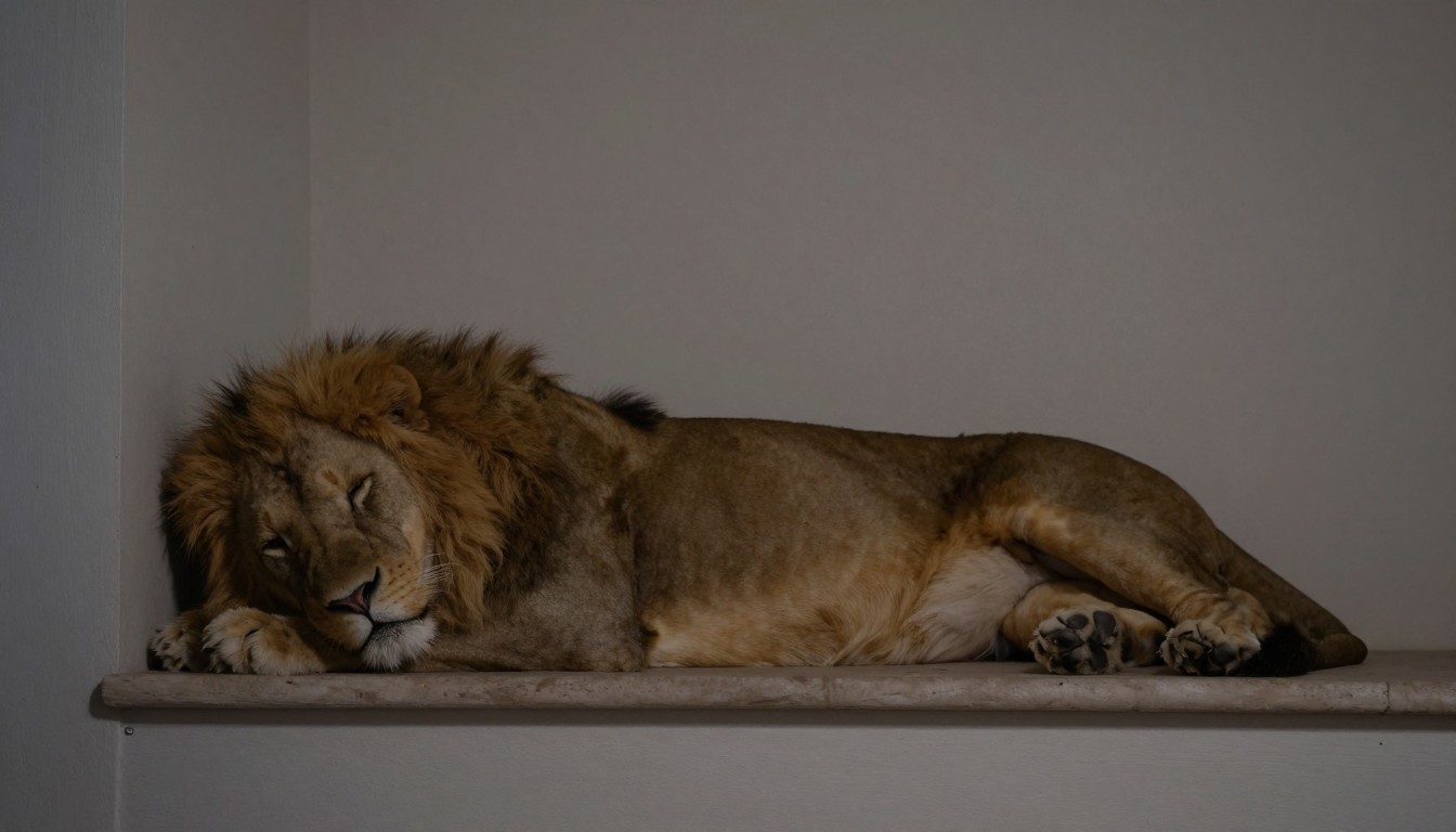 Editorial mattress photograph for how long do lions sleep a day